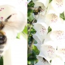 Gartenhummel (Bombus hortorum) an Fingerhut (Digitalis purpurea) in weiss und lila/violett sowie an Rittersporn (Delphinium sp.) in blau. Verlängerter Hinterleib überwiegend am weißen Fingerhut zu sehen. Aufgenommen 2014-06-01.
Hochgeladen am 01.06.2014 von Bulli