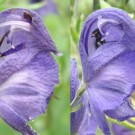 Gartenhummel-Arbeiterinnen (Bombus hortorum) in Blauer Eisenhut (Aconitum napellus). 
Zur Verdeutlichung, wie die Gartenhummel an den Nektar kommt, 
wurde das zum Helm geformte obere Kronblatt aufgeschnitten. 
Die Gartenhummel kann ihren "Rüssel" nach oben biegen und aus dem Kiefer aushaken. 
Zusammen mit der Fähigkeit den Kopf um mehr als 90Grad nach oben zu überstrecken, 
kommt sie auch an die Nektarquellen, die über ihrem Thorax angeordnet sind. 
Der sehr bewegliche Kopf ist anscheinend die Begründung, warum bei Gartenhummel-
Arbeiterinnen die großen Milben (Parasitellus fucorum) nicht zwischen Kopf und 
Thorax mitreisen, sondern zwischen Thorax und Abdomen. 
Wenn sie dennoch zwischen Kopf und Thorax bei der Gartenhummel sitzen und die 
Hummel besucht eine Eisenhutblüte, krabbeln die Milben nach der ersten Blüte 
aufgeregt auf dem Thorax herum. 
Aufnahmedatum: vom 07.07. bis 11.07.2014 (verschiedene Serien)
Hochgeladen am 14.09.2014 von Bulli