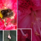 Gespinste in Rhododendron-Blüten verkleben Wiesenhummel. Die Gespinste haben etwas ähnliches wie Pollen eingefangen. 
Die Hummel putzt sich ausgiebig im Flug und lässt die Reste der dick umschlossenen Gespinste auf die Blätter fallen. Teilweise hängen dicke weiße Fäden von den Hinterbeinen herunter.
Hochgeladen am 19.05.2014 von Bulli