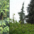 Honigbienenvolk schwärmte aus und setzte sich auf der windabgewandten Seite in eine Eibe. Links: Foto des Schwarms in der Eibe; Mitte: die Außmaße des Schwarms bei viel Wind; Rechts: fliegender Schwarm im Windschatten der Eibe, kurz nachdem sich die Königin in der Eibe niederließ.
Hochgeladen am 09.05.2014 von Bulli