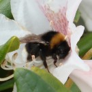 Erdhummel-Arbeiterin der zweiten Generation (wahrscheinlich) überbrückte die Zeit in der eine Wolke vor der Sonne war mit einer Pause in einer Rhododendron-Blüte. Zu der Zeit war der Wind stark und böig.
Hochgeladen am 09.05.2014 von Bulli