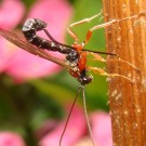 Perithous sp. an einem von einer Grabwespe besiedelten markhaltigen Stengel einer Sonnenblume aus dem Vorjahr. - - - - 
Das Weibchen bohrt den markhaltigen Stengel etwa alle 2 bis 4 mm an, um mit dem Bohr- / Legestachel ihre Eier in die im Stengel befindlichen Brutkammern einer Grabwespe zu legen. - - Am Abdomenende (Spitze von Tergum 8) befindet sich nur die flexible Abdeckung des Legestachels. Der Legestachel / Legeröhre beginnt direkt nach Tergum 6 an der Kante von Tergum 7. In der ersten Phase des Bohrvorgangs (auf dem Bild zu sehen) liegt der Stachel ganz eng an der Unterseite des Abdomens. Er ist dann kaum zu sehen. Der Stachel ist fast gerade, während sich die dickere schwarze Hülle überwiegend U-Förmig biegt, aber auch knicken kann. - - - - 
Foto: 2014-06-29. Sony T200.
Hochgeladen am 29.06.2014 von Bulli