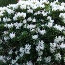 Rhododendron mit weißen Blüten und rosa Knospen. Die Saftmale sind manchmal rosa und manchmal orange. Sehr beliebt bei Hummeln während bedecktem Wetters, leichtem Regen und Nieselregen. Selbst Wespenköniginnen kommen und quetschen sich bis zum Nektar in die Blüten. Dieser spezielle Rhododendron blüht ab Mitte bis Ende der Obstblüte bis zur Mitte bis Ende der Kastanienblüte.
Hochgeladen am 03.05.2014 von Bulli