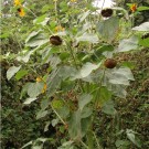 Eine Sonnenblume mit vielen Nebenblüten. Der Samen wurde nicht willentlich ausgesäht. 
Während die Hummeln noch fleißig befruchten, war die erst Blüte bereits am 23.08. von Vögeln (Blaumeise, Kohlmeise, Grünfink) so gut wie leergefressen (siehe anderes Foto).
Die Vögel fressen sogar Kerne, die noch nicht voll ausgereift sind. 
Vorne sieht man Blüten, die im oberen Teil schon ausgepickt sind. 
Daten: Höhe ca. 2,70 m; Anzahl Blüten: 20 Stück, noch über 20 Knospen. 
Aufnahmedatum: 13.08.2014
Hochgeladen am 30.08.2014 von Bulli