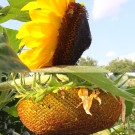 Die größte Blüte der vorgezogenen Sonnenblumen. 
Aufnahmedatum: 05.08.2014 (oben), 23.08.2014 (unten)
Hochgeladen am 30.08.2014 von Bulli