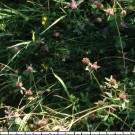 Suchbild - Runde 4 - Wo ist die Steinhummel? - Hummelsuchbild aufgenommen 02. Juli 2014
Hochgeladen am 05.07.2014 von Bulli