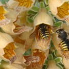 "Hey, bist du auch in seinem Harem?"
Zwei Wollbienen am Fingerhut (Digitalis ferruginea). 
Datum: 19.07.2014
Hochgeladen am 28.07.2014 von Bulli