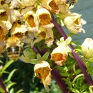 "Hui, so viele Blüten nebeneinander."
Zwei Ackerhummeln (Bombus pascuorum) an einem Ast der zweiastigen sehr standfesten Fingerhutpflanze (Digitalis ferruginea). Die Pflanze ist vermtl. eine Mutation, denn ihre Stengel sind flach und gebogen wie ein Viertel eines Rohres. Kurz nachdem die Aufnahme gemacht wurde, hat ein Wollbienen-Männchen alle Ackerhummeln davon abgehalten an die Digitalis ferruginea zu kommen. 
Datum: 12.07.2014
Hochgeladen am 29.07.2014 von Bulli