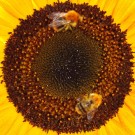 Zwei Ackerhummeln an Sonnenblume. Sie sind auf Kollisionskurs auf dem Ring der Röhrchenblüten. 
Aufnahmedatum: 2015-09-04
Hochgeladen am 07.09.2015 von Bulli