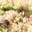 Ein Bild der kleinen Hummel. Die Ackerhummel-Arbeiterin (Bombus pascuorum worker) spezialisierte sich mit einer gleich bis ähnlich kleinen Ackerhummel auf Fetthennen. Die größeren Ackerhummel-Arbeiterinnen sammeln dort nicht mehr, so dass es nur eine Frage der Zeit ist, bis auch die kleinen Arbeiterinnen den Fetthennen den Rücken kehren. Es ist gefährlich für sie auf den Blumen. Die Honigbienen stubsen die Ackerhummeln häufig an während sie sich ihnen im Flug ganz dicht nähern. Warum sie das tun wenn sie die Fetthennen anfliegen, überfliegen oder zu anderen Stellen abfliegen, ist mir nicht einsichtig. Aufnahmedatum: 2016-08-16.
Hochgeladen am 23.08.2016 von Bulli