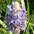 Eine Hummel an der Blüte einer Wasserpflanze. Ackerhummel Drohn (Bombus pascuorum male) an Blütenstand von Herzblättriges Hechtkraut (Pontederia cordata). An dem Blütenkolben der Pflanze sind regelmäßig Ackerhummel-Arbeiterinnen zu finden. Die Kolben blühen zu verschiedenen Zeiten, so dass sich die Blütezeit verlängert. Aufnahmedatum: 2016-08-19.
Hochgeladen am 22.08.2016 von Bulli