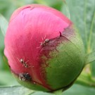 Ameisen (Formicidae sp.) an einer sich öffnenden Knospe einer roten Pfingstrose (Paeonia sp.). 
Knospen schwitzen eine süße Flüssigkeit aus, die von Ameisen, Wespen und Bienen gerne aufgenommen wird kann. 
Ameisen verteidigen die Nahrungsquellen an den Knospen allerdings gegen andere Insekten. 
Die gezeigte Knospe ist schon weit fortgeschritten. 
An ihrem Blütenblatt hat eine geflügelte Ameise (Flügel noch zu sehen) eine neue Kolonie mit Blattläusen gegründet. Die Ameisen beschützen die Blattläuse, um den von den Blattläusen produzierten Tau zusätzlich ernten zu können. 
Aufnahmedatum: 2015-05-29
Hochgeladen am 29.05.2015 von Bulli