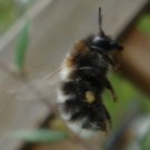 Bombus hypnorum Arbeiterin (vermutlich) (Baumhummel) an Cotoneaster gefunden.
Auffällig ist die weißhaarige Hinterkante vom Thorax, die hellbraunen Büschel auf T1 und die weißen Kanten von T2 wie auch T3. Seitlich am Thorax sind die Haare auch ein wenig heller.
Aufnahmedatum: 2015-05-28
Hochgeladen am 29.05.2015 von Bulli