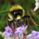 Steinhummel (Bombus Lapidarius) Drohn/Männchen in der helleren Variante
an
Lavendel (Lavendula augustifolia)
Aufnahmedatum: 2015-07-27
Hochgeladen am 28.07.2015 von Bulli