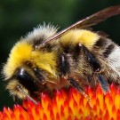 Helle Erdhummel-Drohn (Bombus lucorum) an Roter Sonnenhut ( Echinacea purpurea).
Aufnahmedatum: 2015-07-23 .
Hochgeladen am 09.10.2015 von Bulli