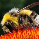 Helle Erdhummel-Drohn (Bombus lucorum) an Roter Sonnenhut ( Echinacea purpurea).
Aufnahmedatum: 2015-07-23 .
Hochgeladen am 09.10.2015 von Bulli