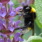 Vestalis-Kuckuckshummel Drohn (Bombus vestalis Male) an Ziersalbei. 
Aufnahmedatum: 2015-06-10
Hochgeladen am 10.06.2015 von Bulli