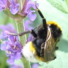 Vestalis-Kuckuckshummel Drohn (Bonbus vestalis Male) an Ziersalbei-Art. 
Aufnahmedatum: 2015-06-10
Hochgeladen am 10.06.2015 von Bulli