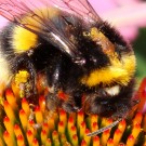 Erdhummel-Arbeiterin (vermtl. Bombus terrestris) an Roter Sonnenhut (Echinacea purpurea).
Der weiße Hals zwischen Thorax und Kopfkapsel ist gut erkennbar. 
Sie hat einen Wachsstreifen in den Haaren auf dem Thorax. 
Aufnahmedatum: 2015-07-24
Hochgeladen am 09.10.2015 von Bulli