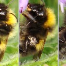 Gartenhummel-Drohn (Bombus hortorum male). 
Ist die Stelle normal, eine Verletzung oder sind es innere Parasiten? 
Die Stelle war normalerweise von der Behaarung des Hinterbeins abgedeckt.
Nur wenn das Hinterbein während des Putzens weit nach hinten geschoben wurde, war die Stelle sichtbar. 
Die Hummel fiel auf, weil sie sich trotz längerer Anwesenheit der Kamera sehr ausgiebig putzte und dabei hauptsächlich an dem rechten mittleren und hinteren Bein hing.
Hochgeladen am 07.06.2016 von Bulli