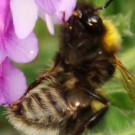 Gartenhummel-Drohn (Bombus hortorum male). 
Normal? Verletzung? Parasiten?
Bild 2. 
Aufnahmedatum: 2016-06-06.
Hochgeladen am 07.06.2016 von Bulli