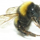 Gartenhummel (Bombus hortorum) Arbeiterin. Ausgefahrene Zunge. 2019-06-26.
Hochgeladen am 29.06.2019 von Bulli