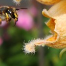 Eine Grosse Wollbiene (Anthidium manicatum) an Rostfarbener Fingerhut (Digitalis ferruginea). 
Aufnahmedatum: 2015-07-24
Hochgeladen am 09.10.2015 von Bulli