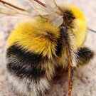 Hummel aus dem Erdhummel-Komplex. Am wahrscheinlichsten ist es ein Helle Erdhummel-Drohn (Bombus lucorum male). Interessant sind die verschiedenen Schattierungen der gelben Haare auf Tergum 1 und Tergum 2 wie auch zwischen der ersten Binde auf dem Thorax und den seitlichen Haaren am Thorax. Auch sind seitlich am Rand von Tergum 3 gelbliche Haare und mittig eher weiße Haare eingestreut.
Hochgeladen am 22.08.2016 von Bulli