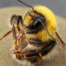 Hummel aus dem Erdhummel-Komplex. Am wahrscheinlichsten ist es ein Helle Erdhummel-Drohn (Bombus lucorum male). Auffindedatum: 2016-08-14.
Hochgeladen am 23.08.2016 von Bulli