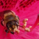 Eine Blattschneiderbiene (vermutlich) (cf. Megachile sp.) hält sich u. a. mit den Mandiblen an dem Stengel eines Staubblattes in eine Rhododendron-Blüte fest.
Interessant bei diesem Individuum ist die unvollständige Clypeus-Behaarung.
Aufnahmedatum: 2015-06-03
Hochgeladen am 03.06.2015 von Bulli