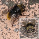 Merodon equestris, male. Narzissenschwebfliege Männchen. 
Verhalten: Sitzt auf einem niedrigen Ausguck im Beet und fliegt alles an, was in der Nähe fliegt. 
Aufnahmedatum: 2015-05-18
Hochgeladen am 18.05.2015 von Bulli