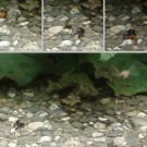Zwei Merodon equestris (Narzissenschwebfliege) vollführen Flüge wie bei einer Doppelhelix. Das heißt sie fliegen Spiralen Richtung Boden, während sie sich ansehen. Auf dem Boden machen sie ... keine Ahnung, wieder auffliegen und woanders nochmal eine Doppelhelix fliegen. Naja, heute war nach dreien Schluss. Mal sehen, ob morgen noch mehr möglich ist. Vielleicht ein Vorspiel für eine Paarung? Oder sind es zwei Rivalen?
Aufnahmedatum: 2015-05-24
Hochgeladen am 24.05.2015 von Bulli