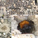 Nester der Andrena fulva female (Fuchsrote Sandbiene, Weibchen). Sie sind in den Fugen von Waschbetonplatten angelegt. Die Fugen sind ein bisschen größer, weil die Platten ein wenig bergab 