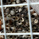 Osmia florisomnis Female - Hahnenfuss-Scherenbiene.
An Nisthilfe mit Schilfstängeln und Vogelschutz.
Aufnahmedatum: 2015-05-12
Hochgeladen am 23.05.2015 von Bulli
