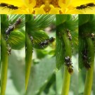 Grabwespe (Pamphredon sp.) pirscht sich an eine von Ameisen bewachte Kolonie von schwarzen Blattläusen heran. Die Jagd auf eine Blattlaus begann mit einer Pause in der Blüte einer gelben Dahlie (Bild1). 
Bild 2 bis 4 zeigen Annäherungen, die sie abbrach, weil die Ameisen aufmerksam waren. 
Bild 5 und 6 zeigen eine Annäherung, die die zweite Ameise (hinter dem Stengel) nicht sehen konnte. Die sichtbare Ameise scheint die Grabwespe nicht erkennen zu können, denn sie wendet sich kurz ab. 
Bild 7 zeigt die fehlende Blattlaus, mit der sich die Grabwespe schleunigst aus dem Staub machte. Aufnahmedatum: 2016-07-13 in NRW.
Hochgeladen am 13.07.2016 von Bulli