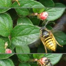 Sächsische Wespe (Dolichovespula saxonica) an 