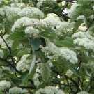 Unbekannter Baum. Weiße Blütentrauben.
Nach Determination im Forum: 
Schwedische Mehlbeere (Sorbus intermedia), ca. 16,70 Meter hoch. 
Nur drei Hummeln in 6 Metern Höhe. Keine ausgewiesene Hummeltracht. 
Phänologie: Blüht, wenn die Kastanienbäume (Rosskastanien) schon erste Blüten abwerfen.
Aufnahmedatum: 2015-05-19
Hochgeladen am 20.05.2015 von Bulli