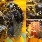 Nasse Steinhummel-Arbeiterin (Bombus lapidarius worker) sammelt Nektar an Sonnenblume (Helianthus annuus). Aufnahmedatum: 2015-08-28.
Soaking wet red-tailed bumblebee worker (Bombus lapidarius worker) nectar foraging at common sunflower (Helianthus annuus). Photograph taken: 2015-08-28.
Hochgeladen am 06.06.2016 von Bulli