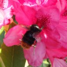 Steinhummel (Bombus lapidarius) Jungkönigin. 
Sie brummte durch den Garten und schaute mal diese und mal jene Pflanzen an. Schließlich entschied sie sich fünf Blüten des Rhododendrons zu besuchen.
Aufnahmedatum 2015-05-07
Hochgeladen am 07.06.2015 von Bulli