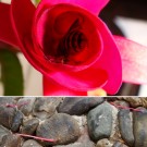 Wespe in Blüte einer Fuchsie. 
Diesen Sommer haben die Wespen eine Fuchsie als Nektarquelle gefunden. 
Sie krabbeln in die Blüten. Dort finden sie wahrscheinlich den Zugang zum Nektar zu schwierig. Zuerst werden die Stengel der Staubgefäße und der Narbe abgebissen. Später dann werden die Blütenblätter von der im Inneren sitzenden Wespe abgenagt, um an den Nektar zu kommen, der in den Spalt zwischen den Blütenblättern (Kronblättern) gelaufen ist. Die Blütenteile finden sich auf dem Boden unter der Pflanze wieder. 
Aufnahmedatum: 2015-09-04
Hochgeladen am 07.09.2015 von Bulli