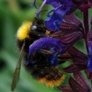 Ungewöhnliche Hummel. Vermutlich ein Wiesenhummel-Drohn mit nahezu schwarzer Clypeus-Behaarung. 
Aufnahmedatum: 2015-06-10
Hochgeladen am 11.06.2015 von Bulli