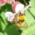 Wiesenhummel-Drohn (Bombus pratorum) an Balkan-Storchschnabel weiß (Geranium macrorrhizum). 
Erstes Auftreten des Drohns 15. 05. 2017.
Hochgeladen am 21.05.2017 von Bulli