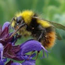 Wiesenhummel Drohn (Bombus pratorum, Male) an Ziersalbei. 
Aufnahmedatum: 2015-06-10
Hochgeladen am 11.06.2015 von Bulli