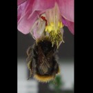 Wiesenhummel-Arbeiterin (Bombus pratorum worker) erlegt und im Nackenbiss gepackt von einer Spinne. Die Veränderliche Krabbenspinne (Misumena vatia) lauerte in der Blüte von Akelei (Aquilegia spec.). Aufnahmedaten: 2016-06-12, NRW, Germany.
Hochgeladen am 12.06.2016 von Bulli