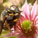 Wollbienen-Männchen (Anthidium oblongatum male) und Wollbienen-Weibchen (Anthidium oblongatum female) bei der Paarung. Die rosa Blüte ist vom Dach-Hauswurz (Sempervivum tectorum). Aufnahmedatum: 2016-07-10, NRW.
Hochgeladen am 10.07.2016 von Bulli