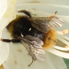Wiesenhummel, Arbeiterin der ersten Generation, am Rhododendron.
Hochgeladen am 01.05.2014 von Bulli