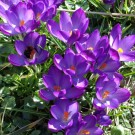 Wiesenhummel
Hochgeladen am 11.03.2015 von Christine1