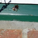 Wiesenhummel
Hochgeladen am 11.03.2015 von Christine1