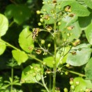 Scrophularia nodosa - knotige Braunwurz  - wird nicht nur gern von Hummeln beflogen, sondern auch von Wespen
Hochgeladen am 12.06.2014 von Christine1