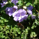 Mooshummelarbeiterin  , Glockenblume
Hochgeladen am 17.07.2015 von Christine1